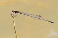 Prodasineura verticalis