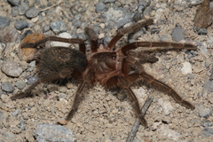 Grammostola