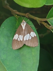 Nyctemera lacticinia