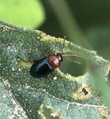 Podagrica fuscicornis