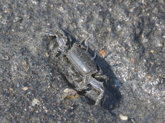 Macrophthalmus