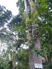 Ficus globosa