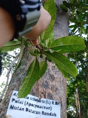 Ficus globosa