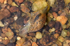 Mollusca