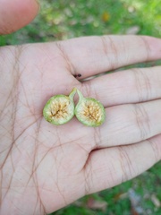 Ficus globosa