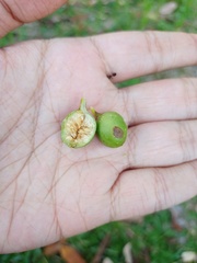 Ficus globosa