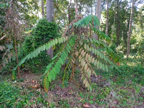 Shorea pinanga observed 2022-11-20