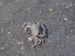Macrophthalmus