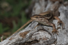 Liolaemus chiliensis
