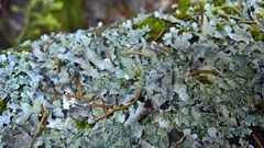 Parmelia submontana