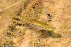 Rasbora