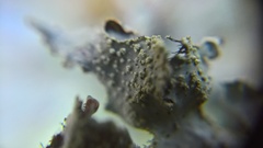 Parmelia submontana