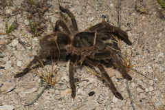 Grammostola