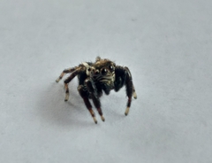 Evarcha denticulata