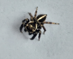 Evarcha denticulata