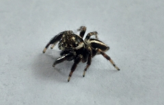 Evarcha denticulata
