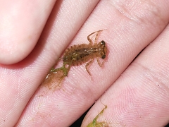 Orthetrum sabina