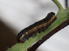 Spodoptera