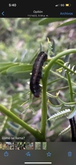 Spodoptera