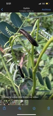 Spodoptera