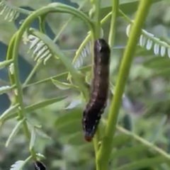 Spodoptera
