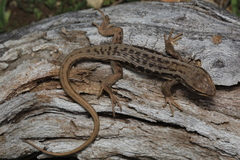 Liolaemus chiliensis