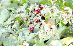 Rubus fruticosus