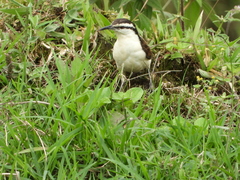 Campylorhynchus griseus