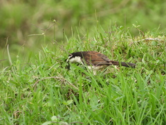 Campylorhynchus griseus