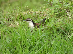 Campylorhynchus griseus
