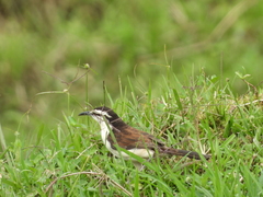 Campylorhynchus griseus
