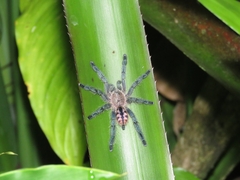 Pachistopelma rufonigrum