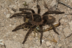 Grammostola