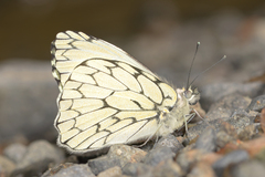 Hesperocharis marchalii