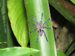 Pachistopelma rufonigrum