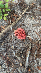 Clathrus crispus