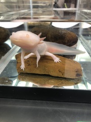 Ambystoma mexicanum