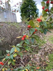 Cotoneaster