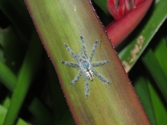 Pachistopelma rufonigrum
