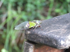 Hemisciera maculipennis