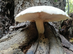 Pleurotus dryinus