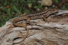 Liolaemus chiliensis