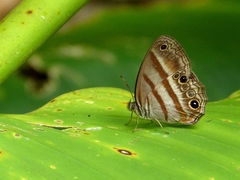 Cissia myncea