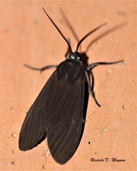 Aclytia terra