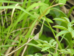 Leptotes pirithous