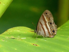 Cissia myncea