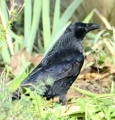 Corvus corone