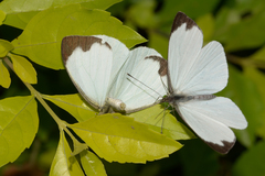 Leptophobia aripa