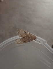 Hypercompe abdominalis