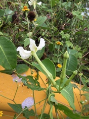 Echites umbellatus